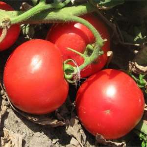 Волна F1 - томат детерминантный, 1000 семян, Nickerson Zwaan фото, цена